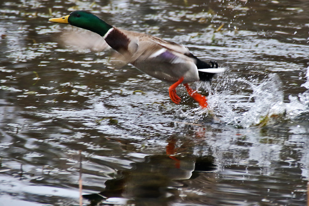 Stockente startet aus dem Wasser