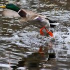 Stockente startet aus dem Wasser