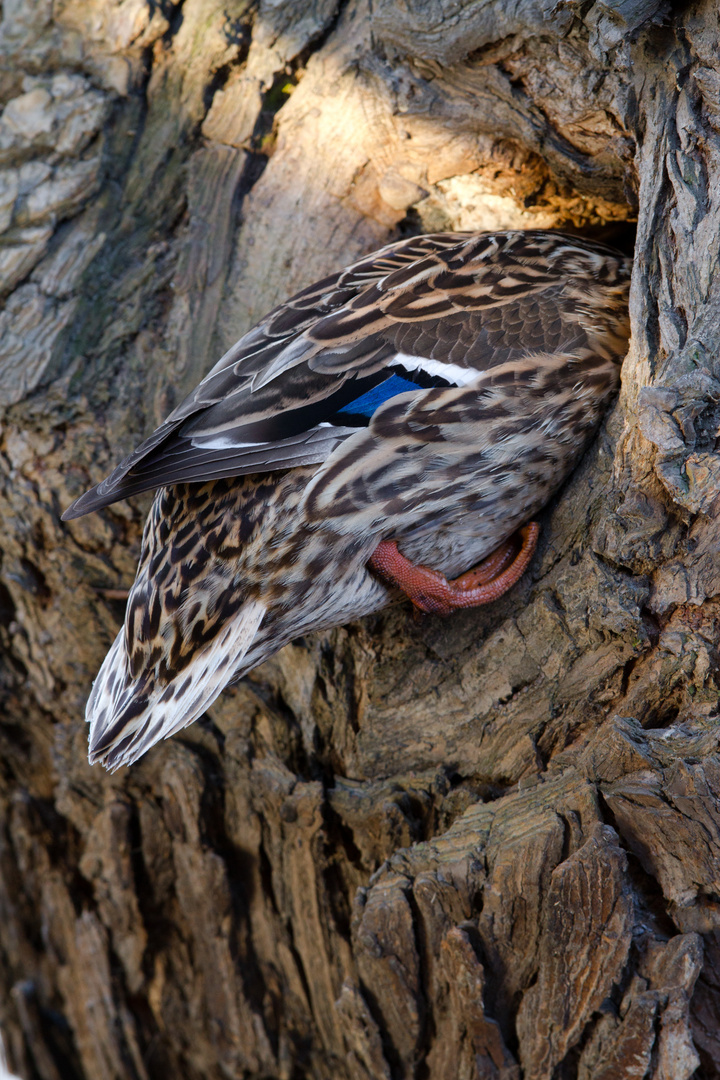 Stockente sucht einem Nest I