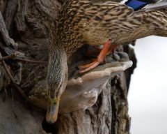 Stockente sucht einem Nest II