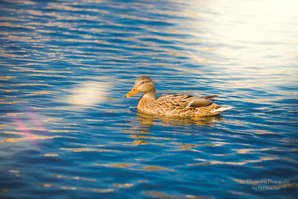 Stockente (Teil 2)