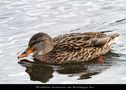 Stockente, Test Canon 7D bei ISO 3200 von Thomas Leib 