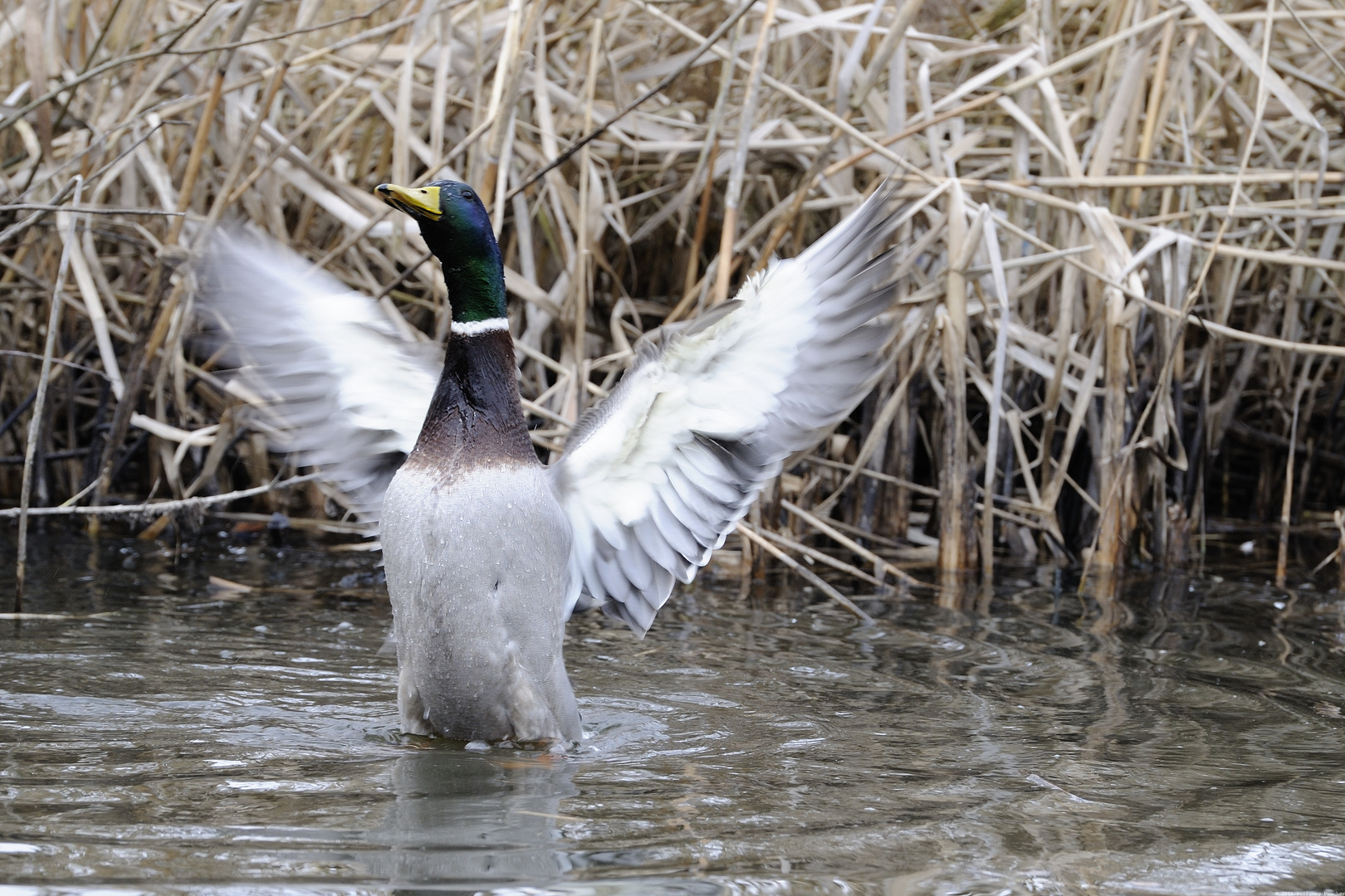 Stockente testet die Schwingen