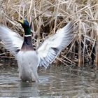 Stockente testet die Schwingen