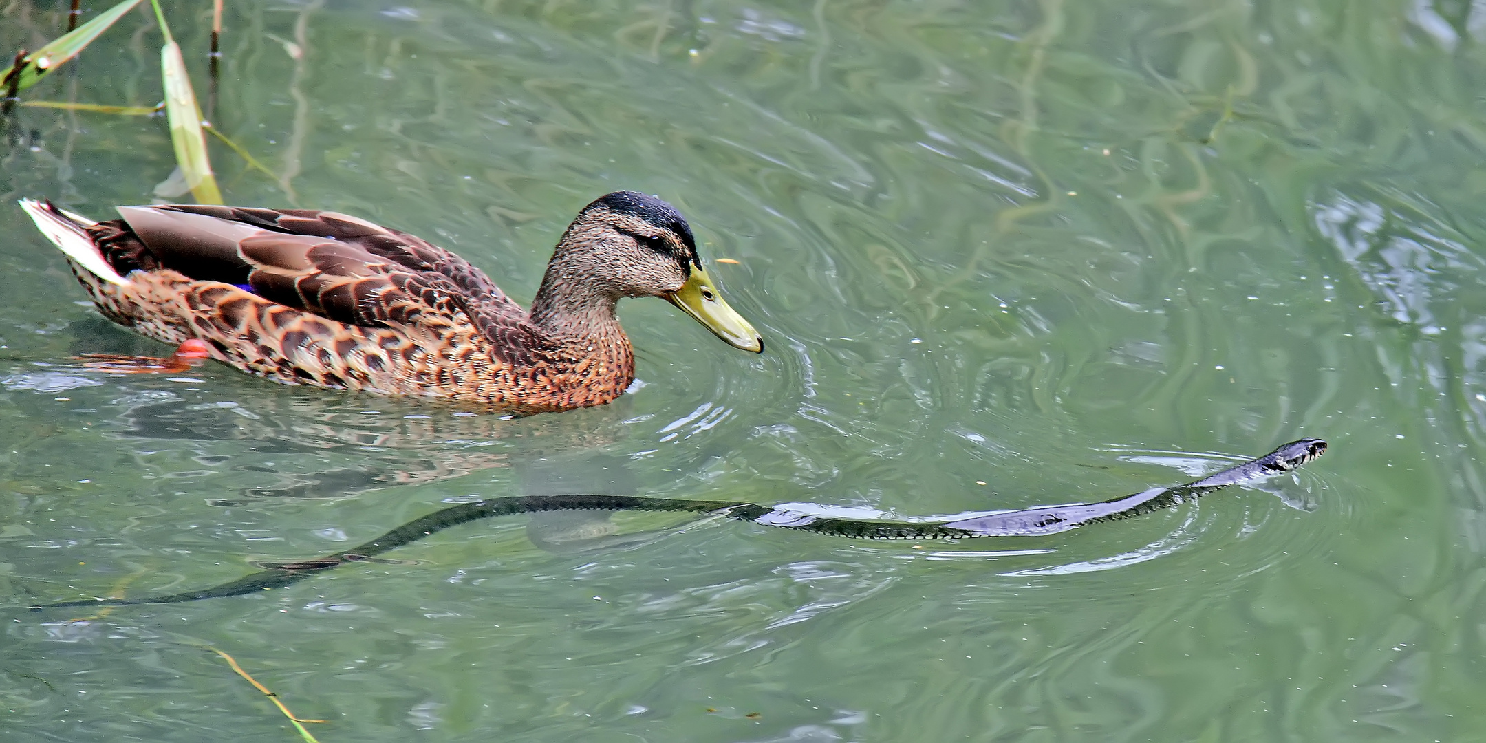 Stockente u. Ringelnatter (Natrix natrix) - Canard et serpent!