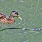 Stockente u. Ringelnatter (Natrix natrix) - Canard et serpent!