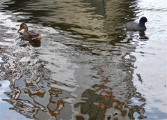 Stockente und Bläßhuhn im Hamburger Hafen über einer Schiffsbugspiegelung