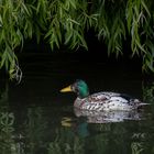 Stockente unter Weidenzweigen