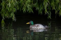 Stockente unter Weidenzweigen