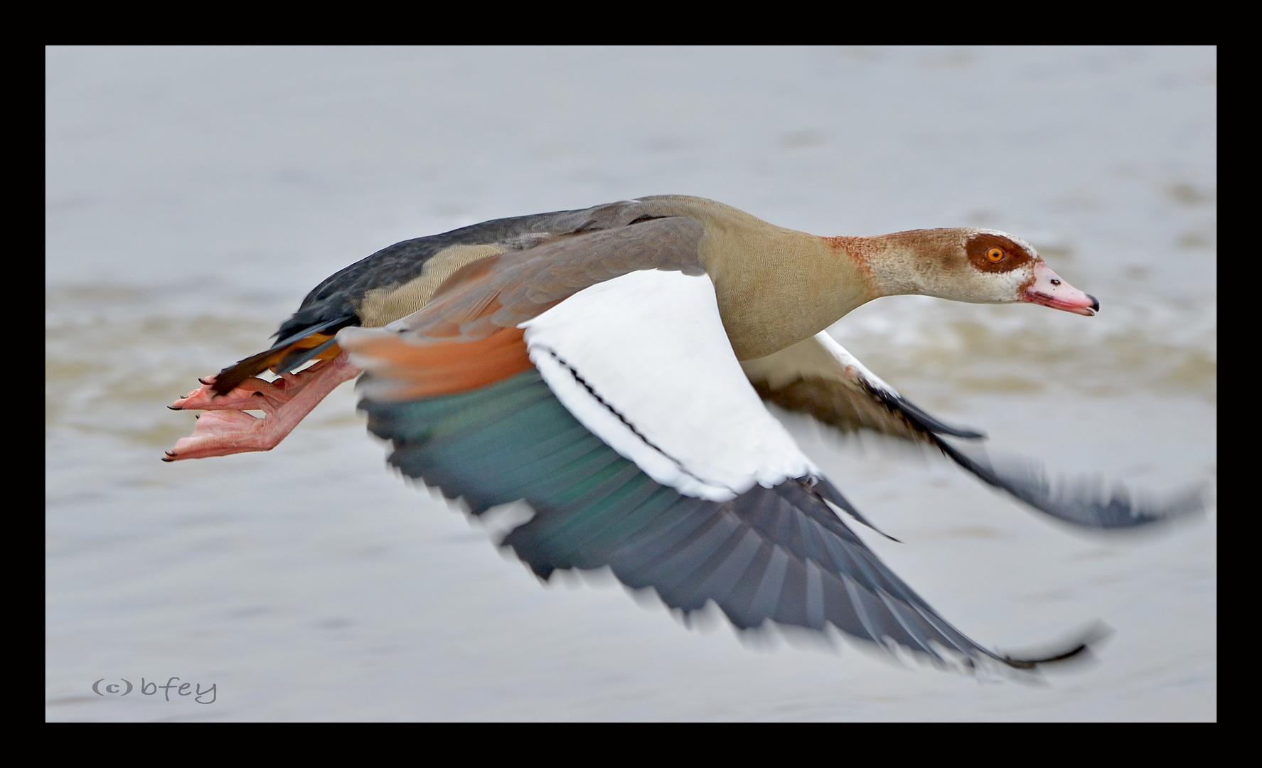 (Stockente) ups, Nielgans im Flug