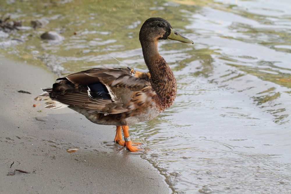 Stockente verkabelt