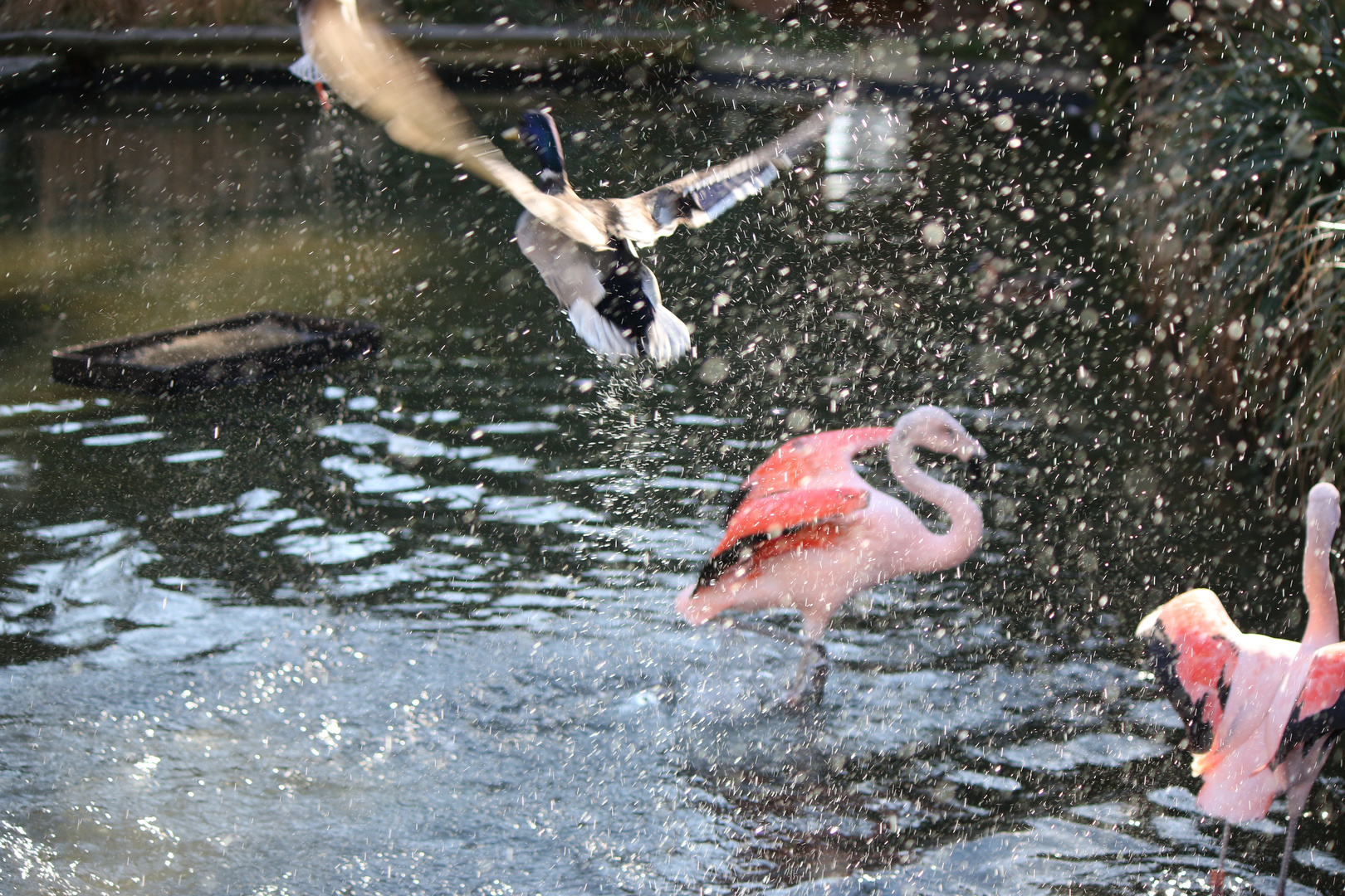 Stockente vs. Flamingos