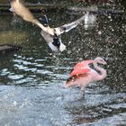 Stockente vs. Flamingos