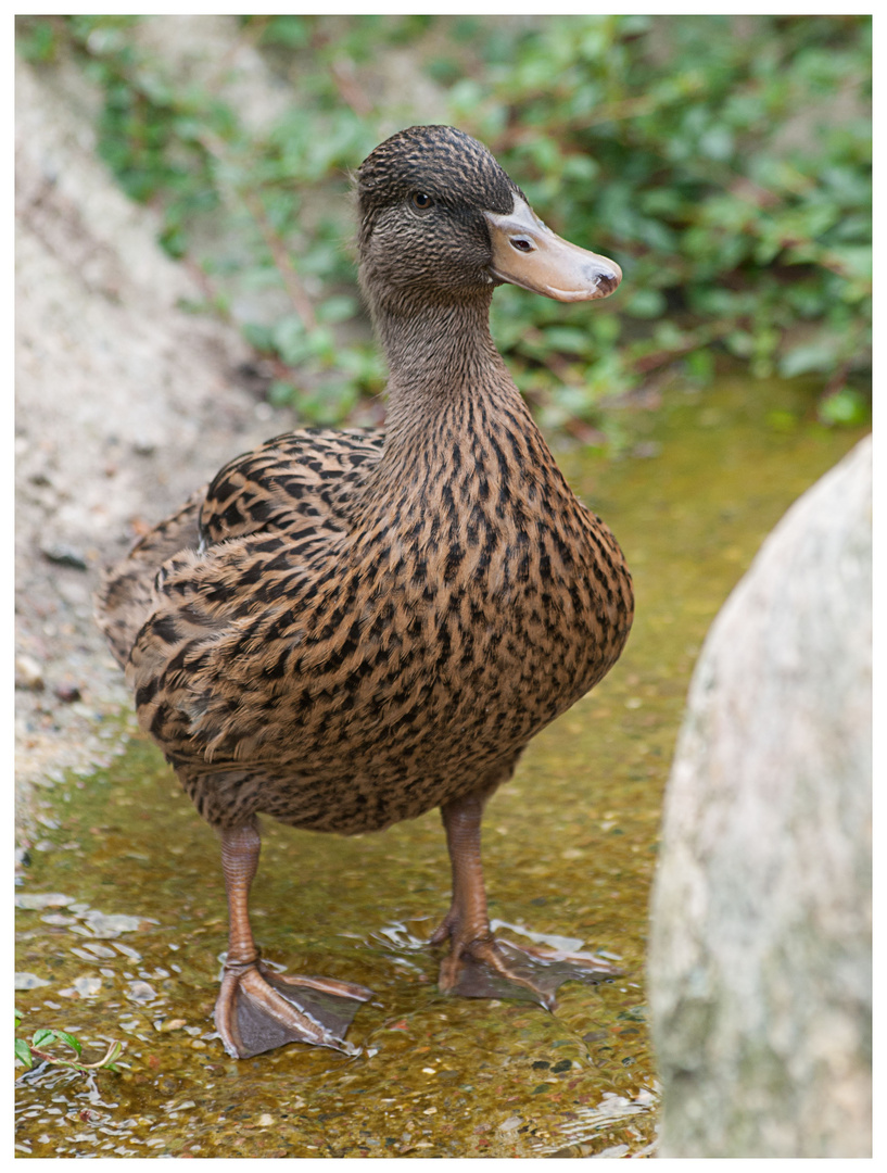 Stockente (w) (Anas platyrhynchos)