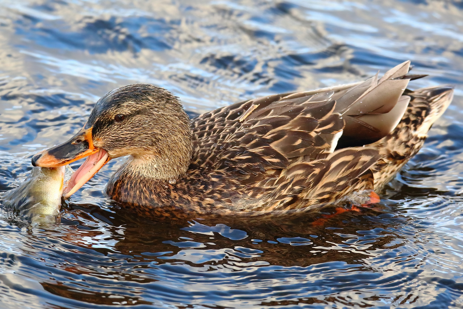 Stockente (w) frißt Flußbarsch