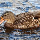 Stockente (w) frißt Flußbarsch