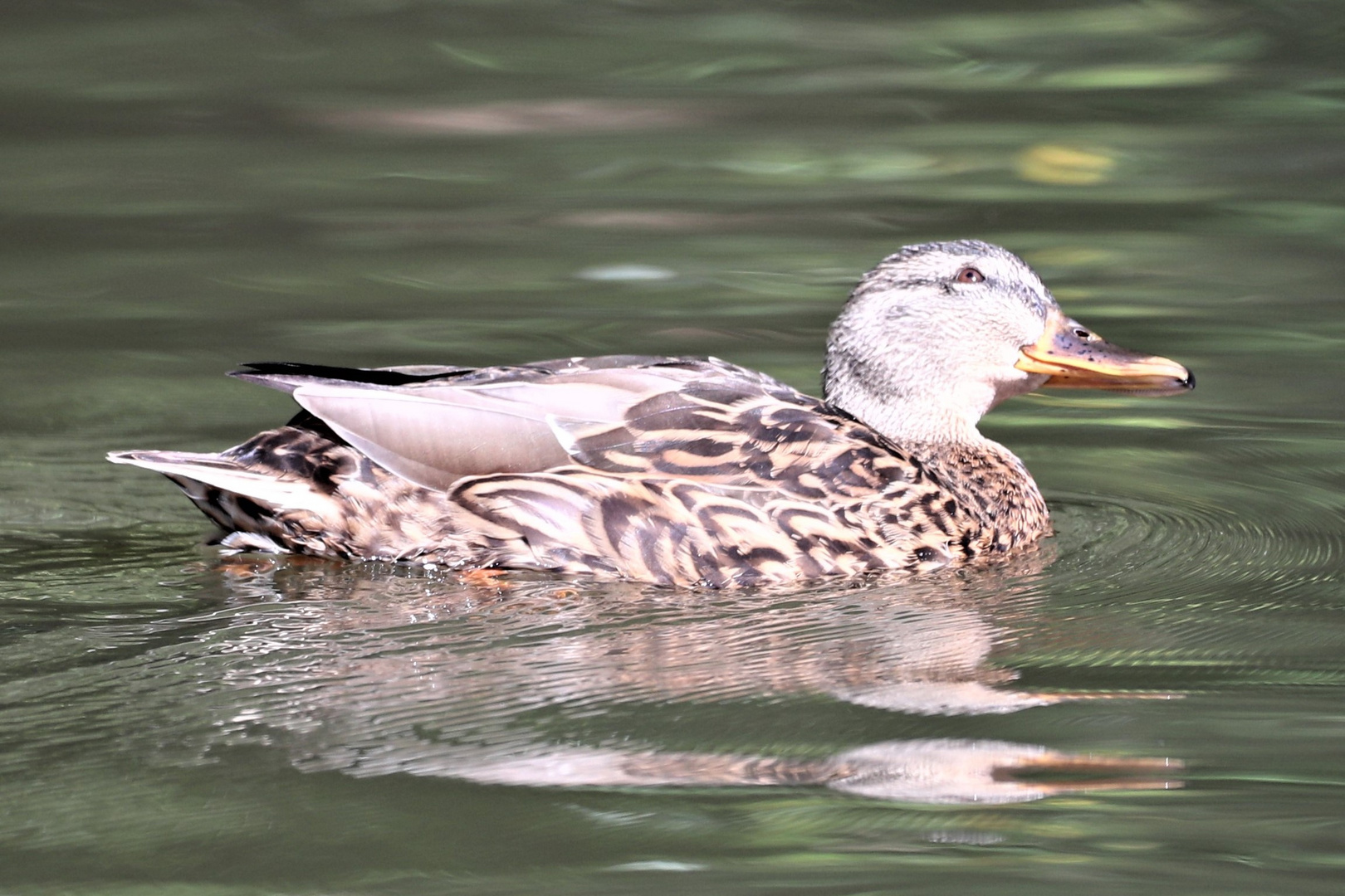 Stockente (was fliegt da oben?)