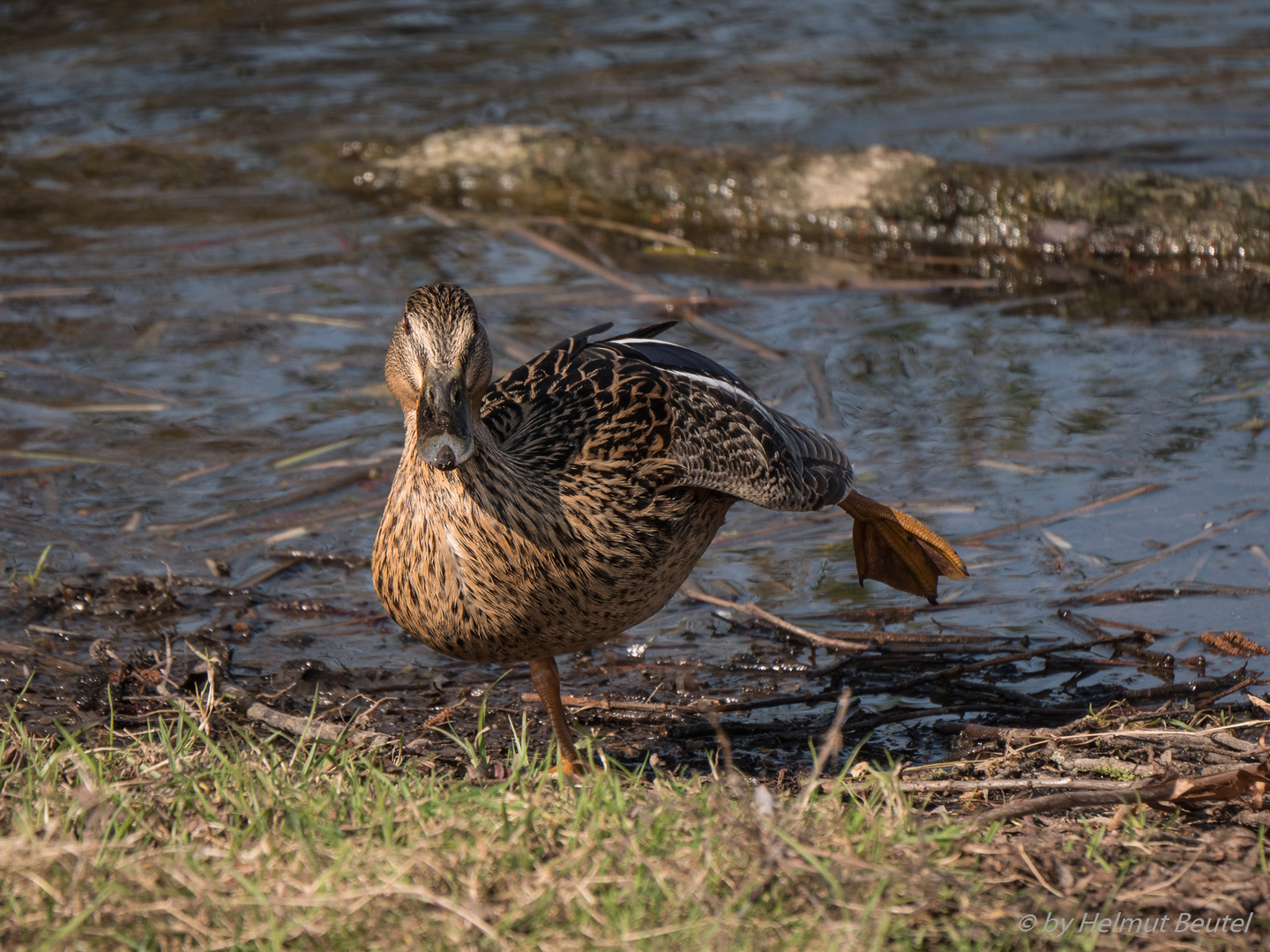 Stockente - was sie vom Hund gelernt hat.