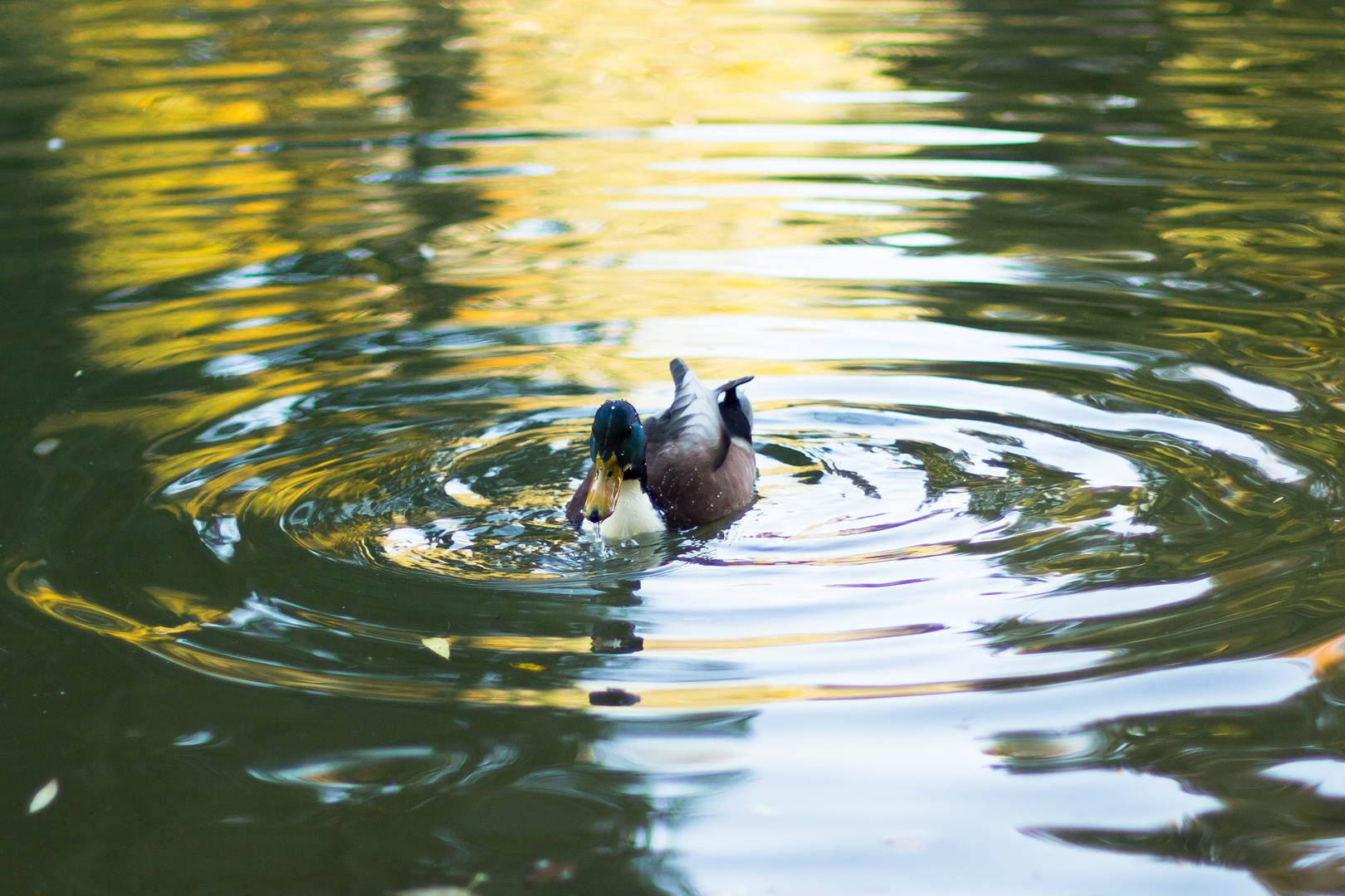 Stockente Wasserwellen