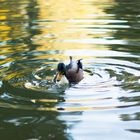 Stockente Wasserwellen