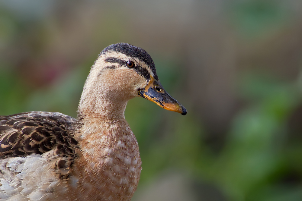 Stockente - Weibchen 2/10