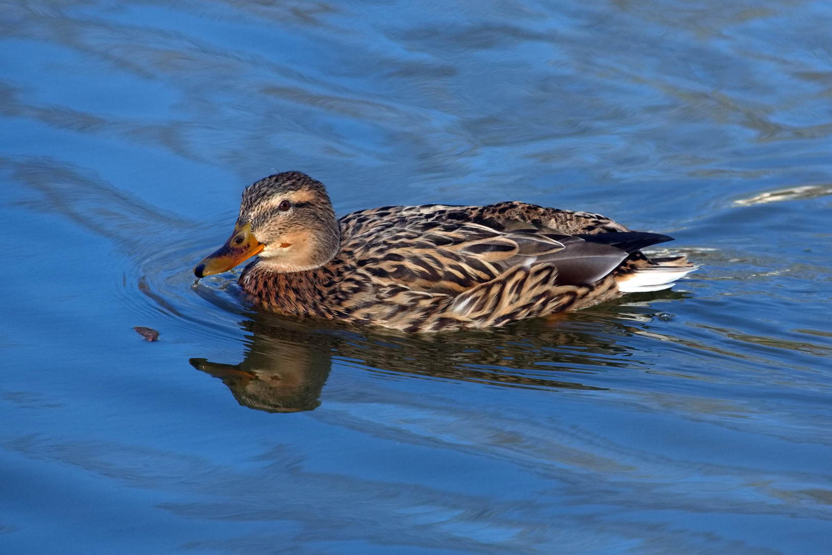 Stockente (Weibchen)