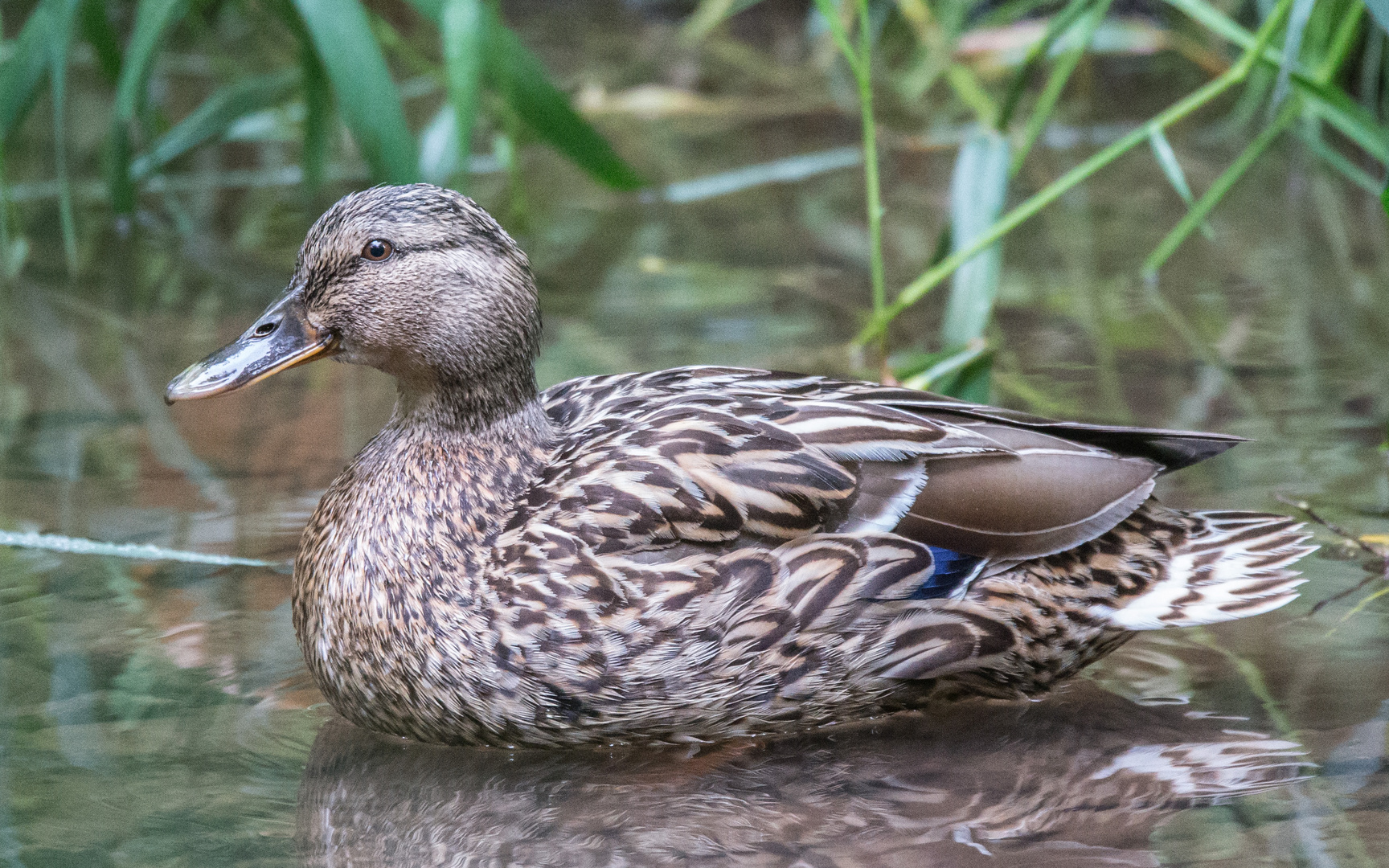 Stockente (Weibchen)