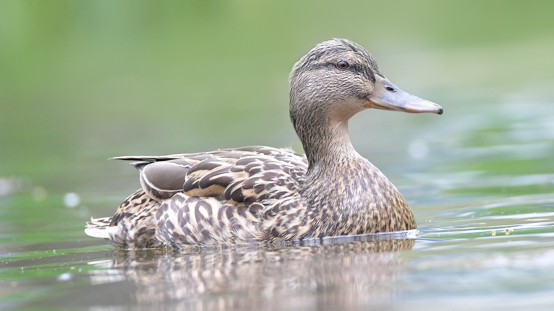 Stockente Weibchen