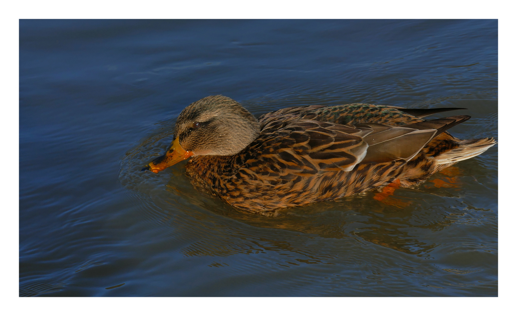 Stockente (Weibchen)