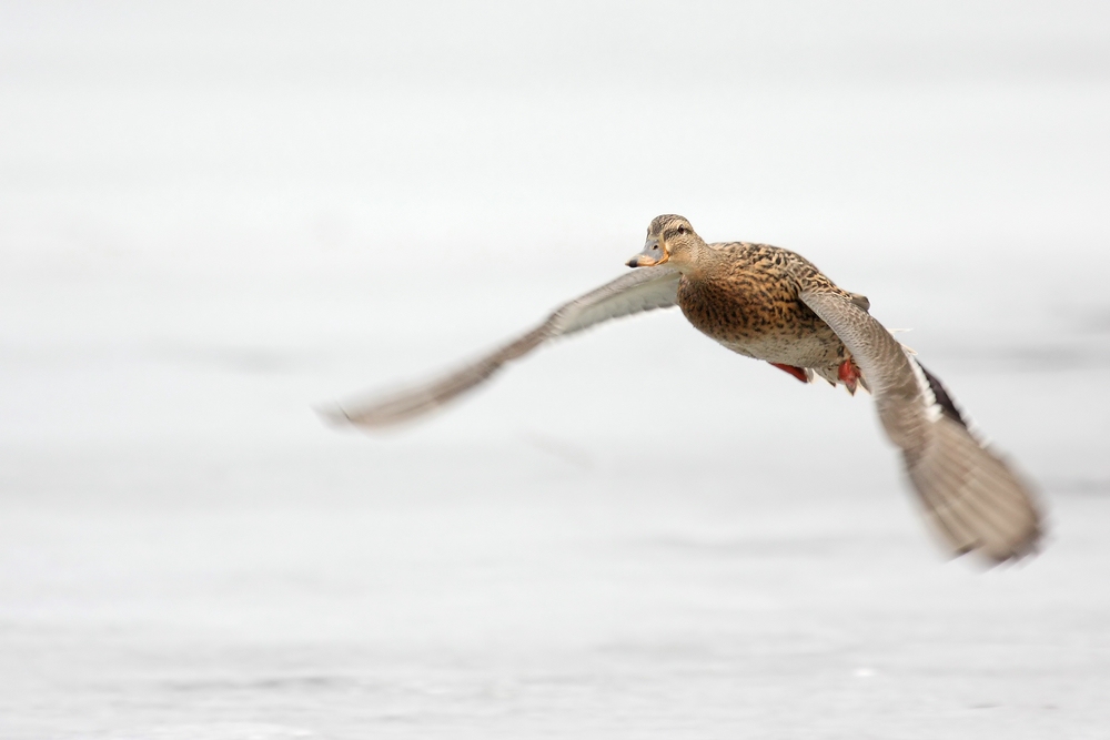 Stockente Weibchen