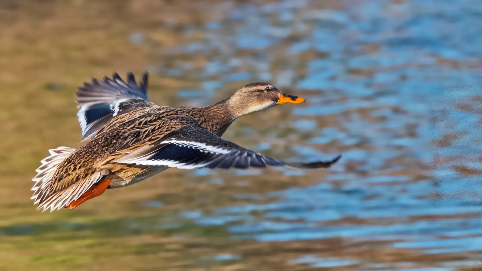 Stockente-Weibchen