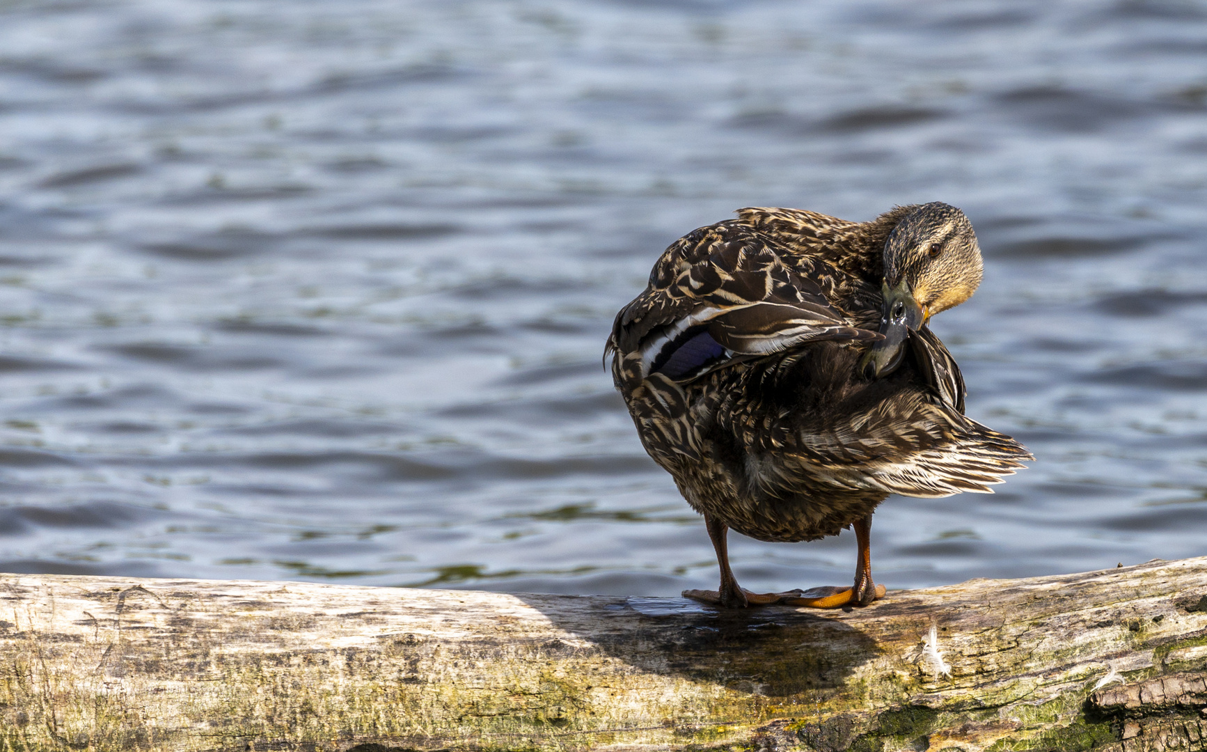 Stockente (Weibchen)