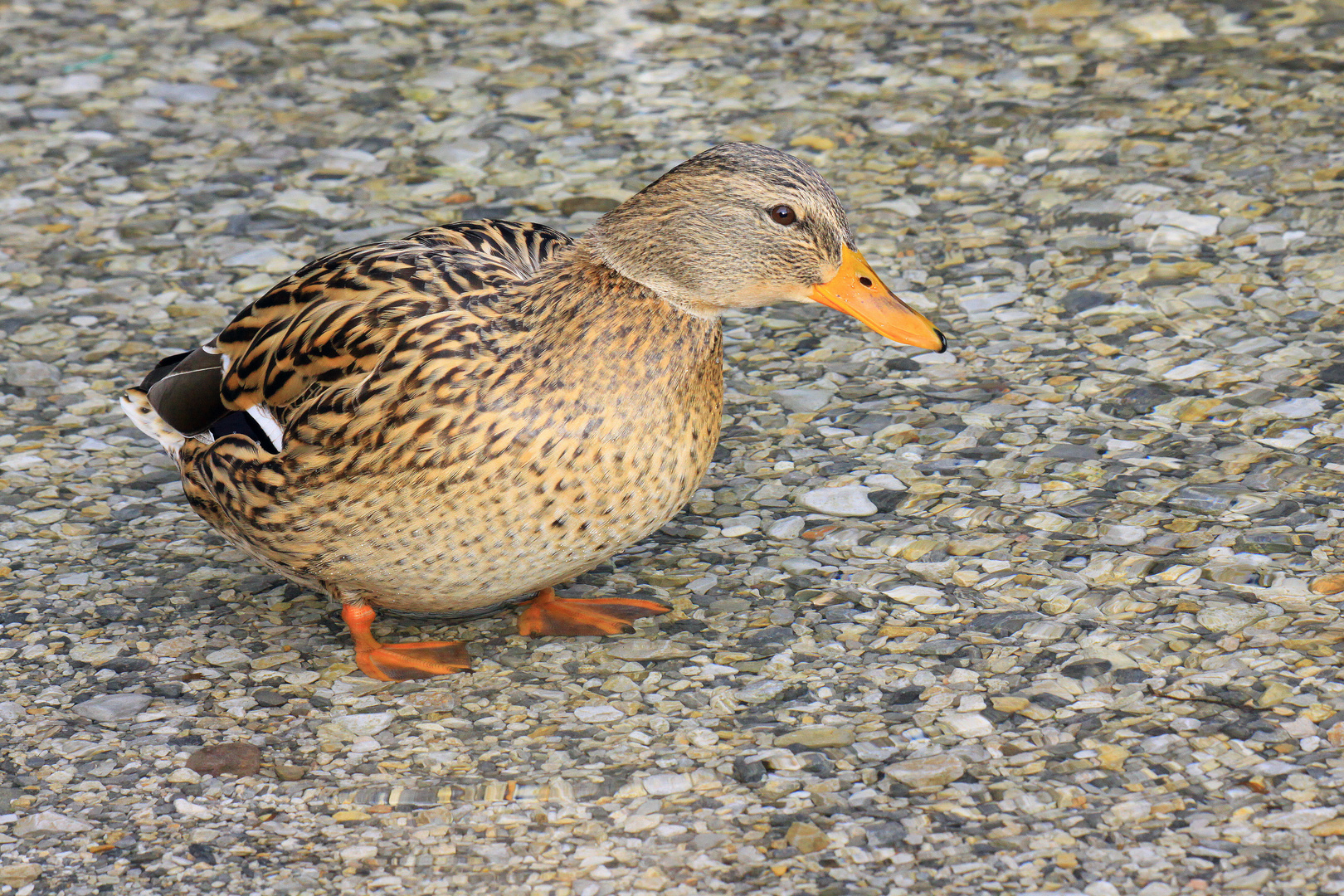 Stockente (Weibchen)