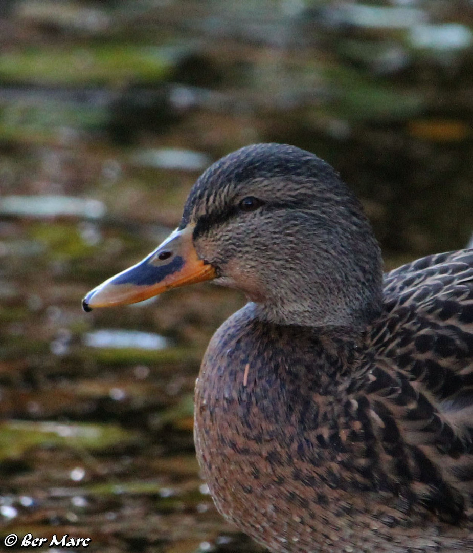 Stockente (Weibchen)