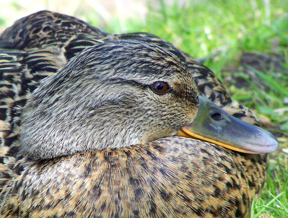 Stockente Weibchen