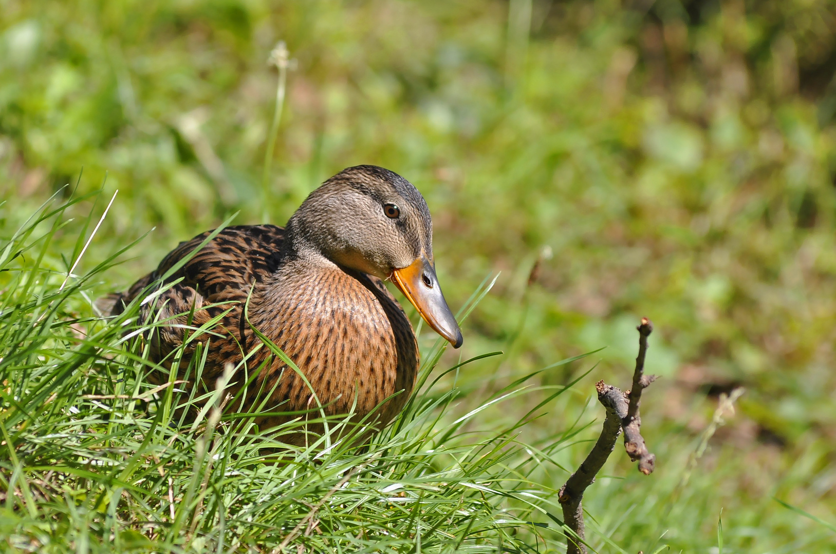 Stockente (Weibchen)