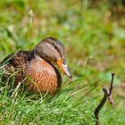 Stockente (Weibchen)