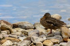 Stockente Weibchen