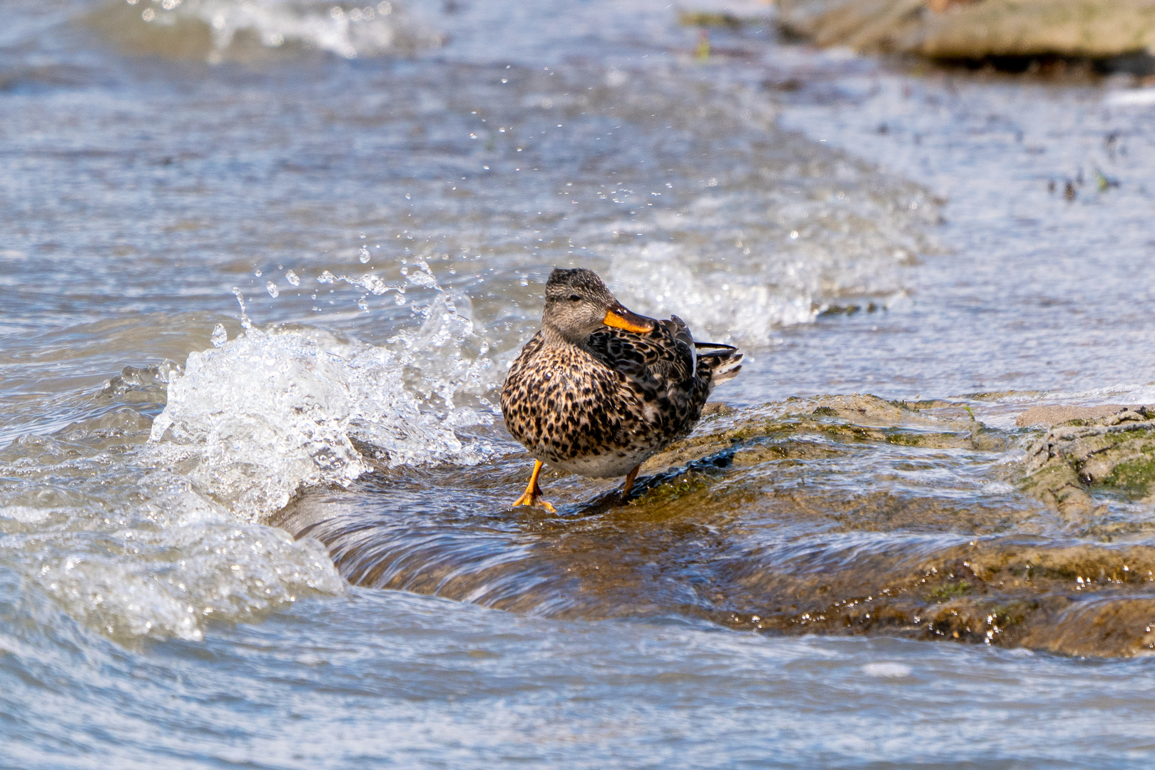 Stockente Weibchen