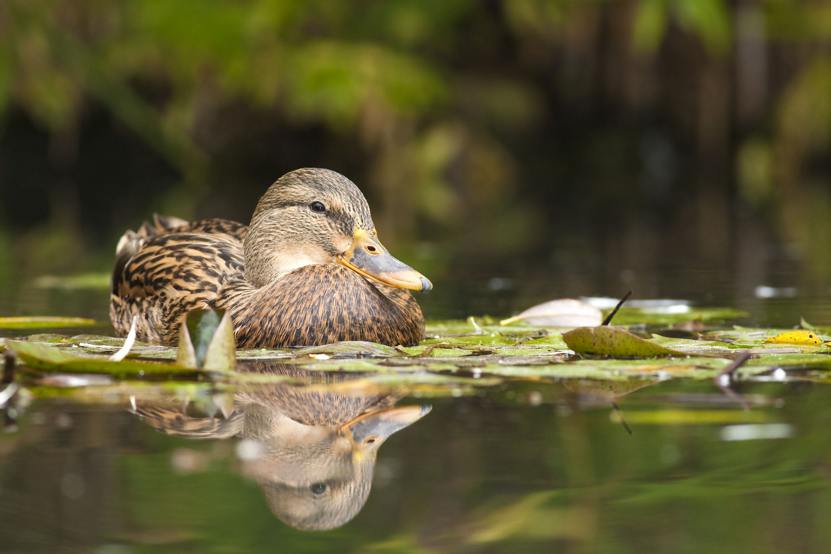 Stockente ( Weibchen )