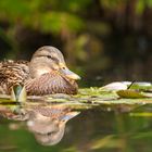 Stockente ( Weibchen )