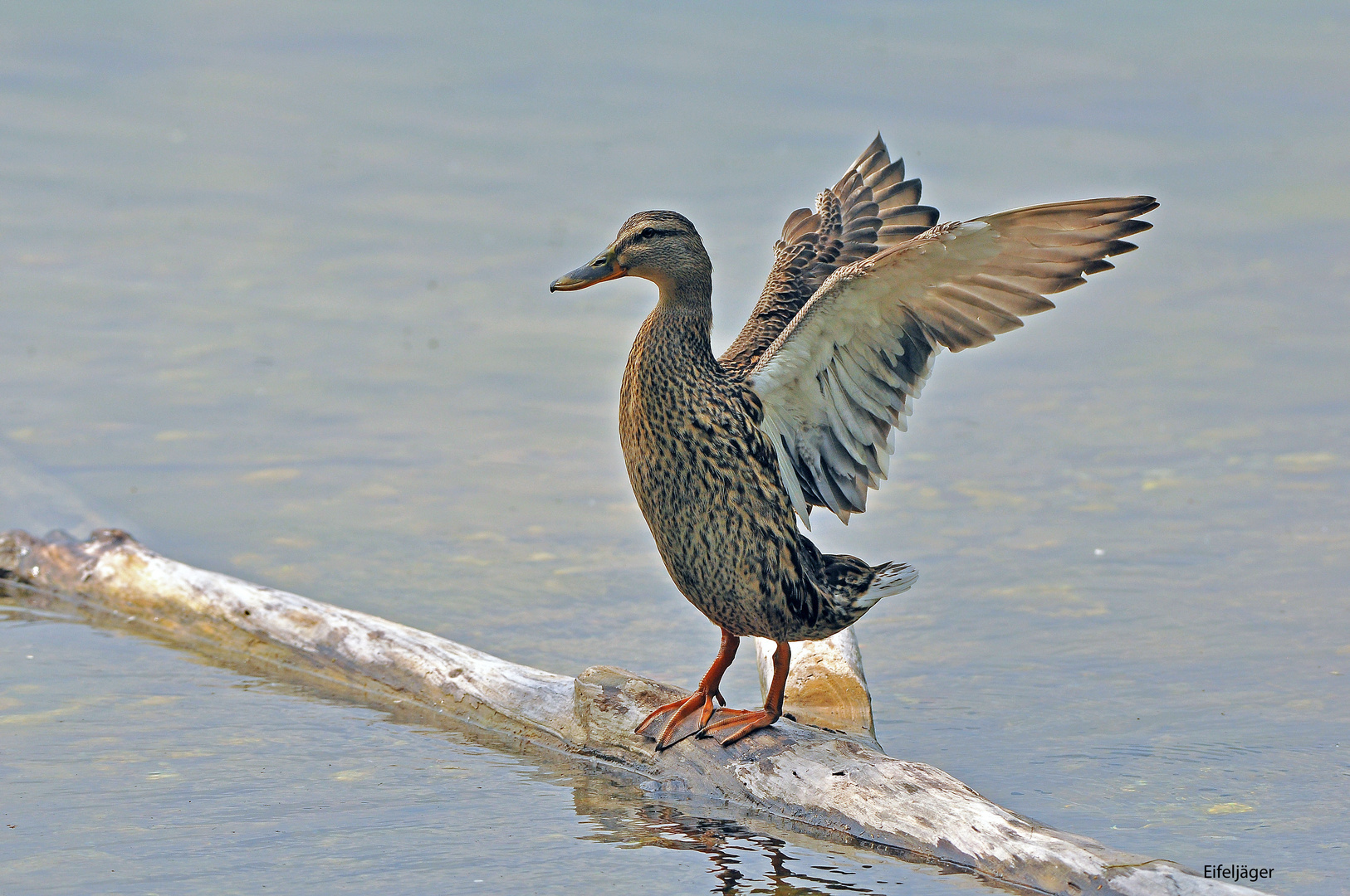 Stockente  ( Weibchen )