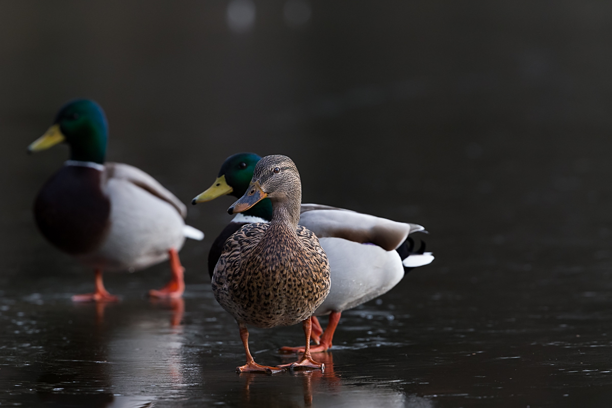 Stockente Weibchen