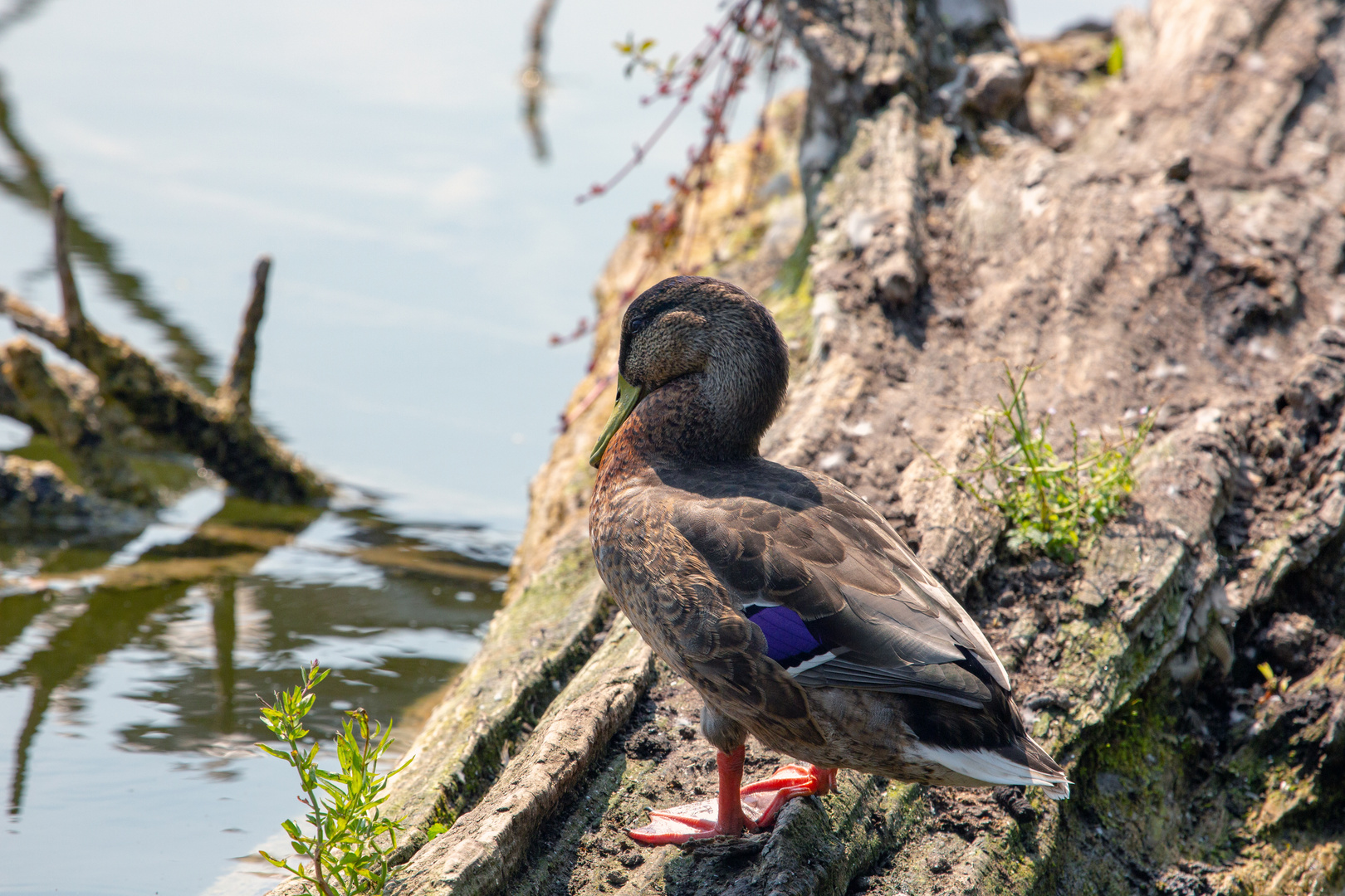 Stockente (Weibchen)