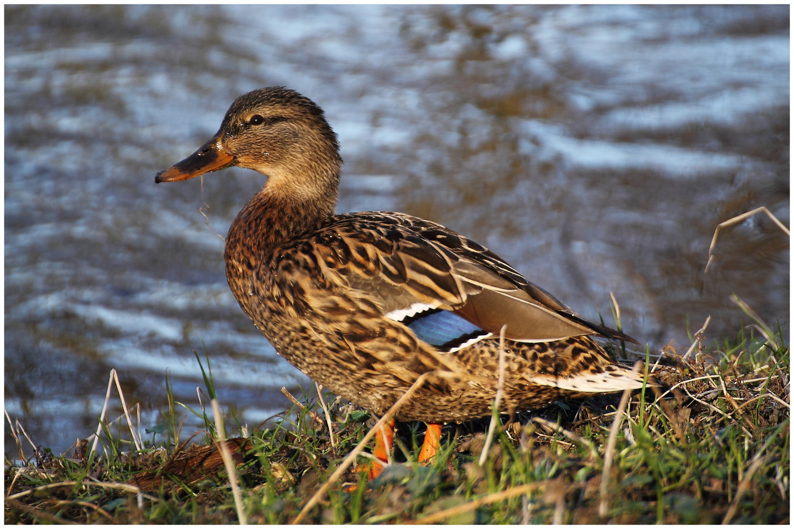 Stockente (weibl.)