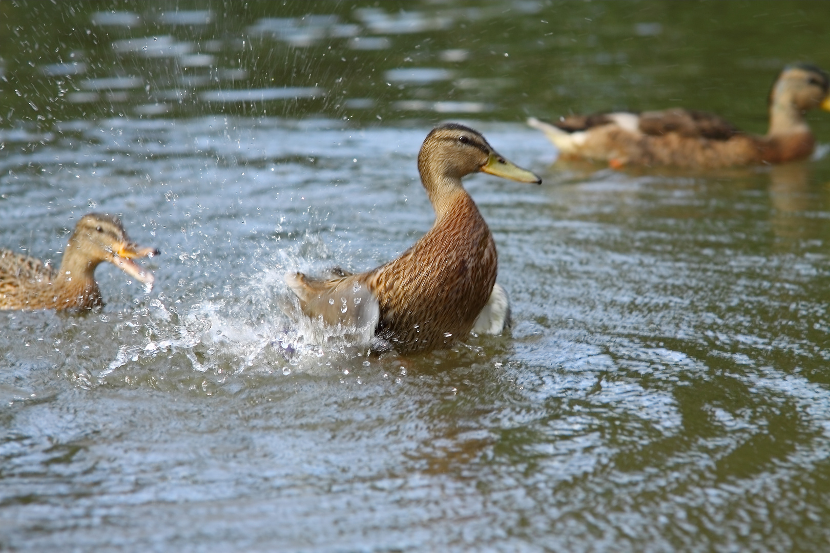 Stockente weibl. (Anas platyrhynchos)