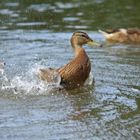 Stockente weibl. (Anas platyrhynchos)