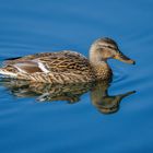 Stockente (weibl.) auf Schleichfahrt