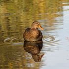 Stockente weibl., Entenspiegelung