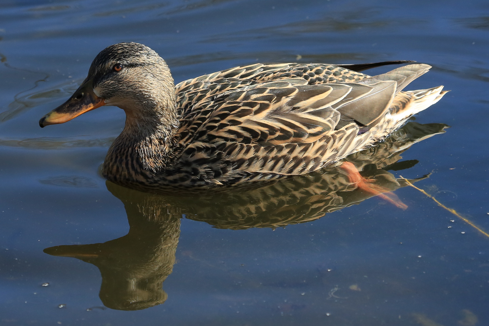 Stockente (weiblich)